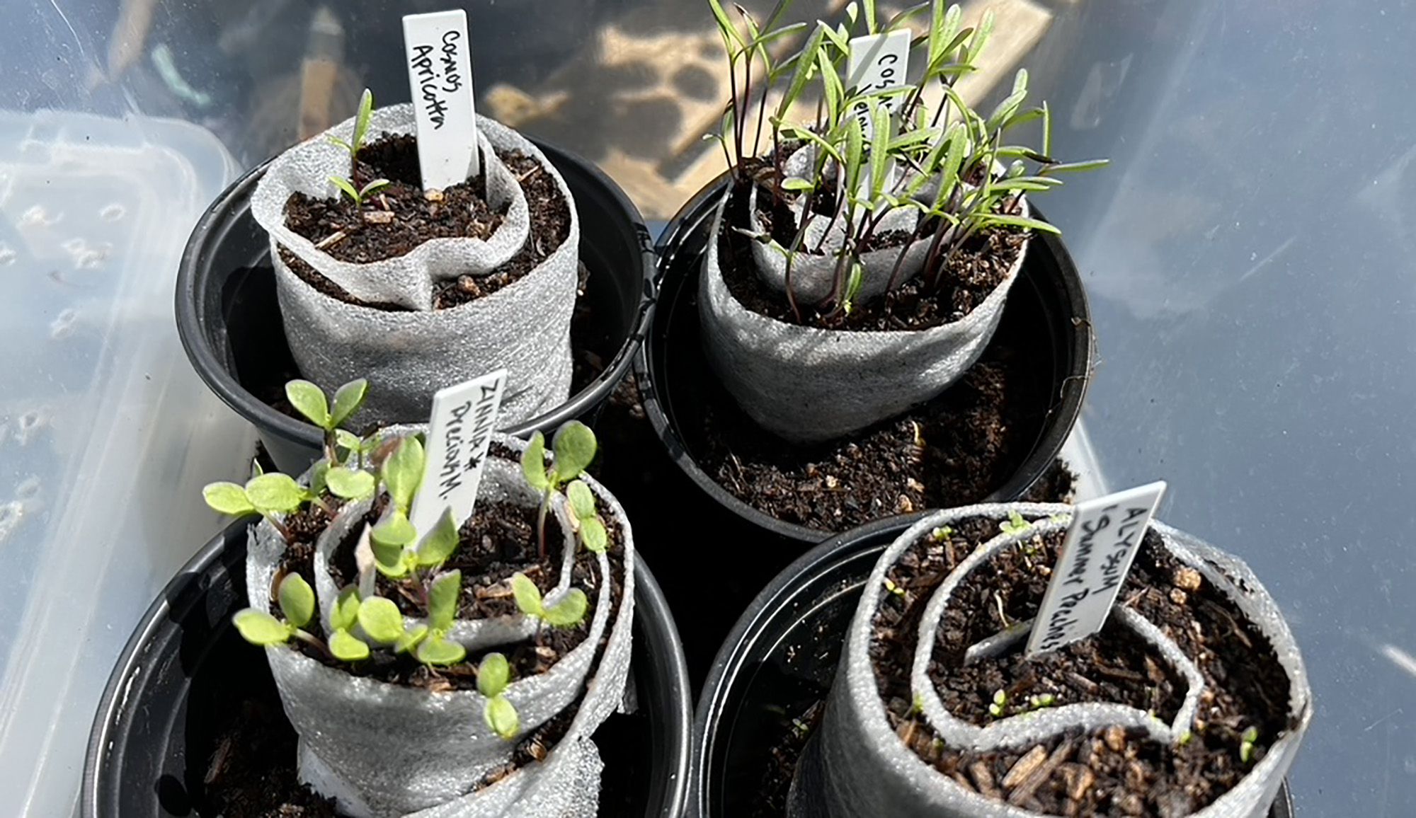 Seed Snails: The Clever Little Roll That Helps Seeds Sprout 🌱
